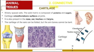 ANIMAL
TISSUES
2. CONNECTIVE
TISSUE
[ CARTILAGE
• Widely spaced cells. The solid matrix is composed of proteins and sugars.
• Cartilage smoothensbone surfaces at joints.
• It is also present in the nose, ear, trachea and larynx.
• The cartilage of the ears can be folded, but the arm bones cannot be bent.
Cartilage
cell
H
y
a
 