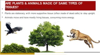ARE PLANTS & ANIMALS MADE OF SAME TYPES OF
TISSUES?
• Plants and animals differ in structure and function.
• Plants are stationary, with more supportive tissue (often made of dead cells) to stay upright.
• Animals move and have mostly living tissues, consuming more energy.
 