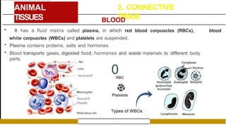 ANIMAL
TISSUES
2. CONNECTIVE
TISSUE
BLOOD
blood
• It has a fluid matrix called plasma, in which red blood corpuscles (RBCs),
white corpuscles (WBCs) and platelets are suspended.
• Plasma contains proteins, salts and hormones.
• Blood transports gases, digested food, hormones and waste materials to different body
parts.
_,...,,�:;;;;;;;;;;�;::::,;,-Re-
dblood
cells
i i � : : - - - Neutrophil"
� � = - - - :- -
Ly m p h o c y t e •
Monocyte•
Basophil•
Platelet
0
RBC
 