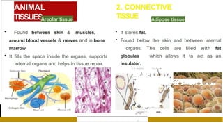 ANIMAL
TISSUES
2. CONNECTIVE
TISSUE
Areolar tissue
• Found between skin & muscles,
around blood vessels & nerves and in bone
marrow.
• It fills the space inside the organs, supports
internal organs and helps in tissue repair.
• It stores fat.
• Found below the skin and between internal
organs. The cells are filled with fat
globules which allows it to act as an
insulator.
l{ellcular llbrc F'!bn>b ,e<I
�
I
Adipose tissue
Nuclcu�
''·-I i .I ,-.-
�•-»•""'':'t'
. · - - • "
� - -
� � �
·
-
f',1I drojJlct
,..·,>
••
i
.,.
.�.
,:.-..,
, . • , 1 '
-
I
,..,,.
AdiIJ0<''1.-
 