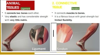 ANIMAL
TISSUES
2. CONNECTIVE
TISSUE
Ligament
• It connects two bones each other.
• Very elastic and has considerable strength
with very little matrix.
• It connects muscles to bones.
• It is a fibrous tissue with great strength but
limited flexibility.
Tendon
 