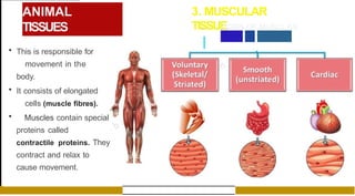 ANIMAL
TISSUES
3. MUSCULAR
TISSUE
• This is responsible for
movement in the
body.
• It consists of elongated
cells (muscle fibres).
• Muscles contain special
proteins called
contractile proteins. They
contract and relax to
cause movement.
I TYPES OF MUSCLES
I
 