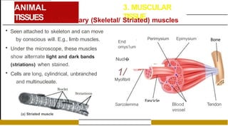 ANIMAL
TISSUES
3. MUSCULAR
TISSUE
1. Voluntary (Skeletal/ Striated) muscles
• Seen attached to skeleton and can move
by conscious will. E.g., limb muscles.
• Under the microscope, these muscles
show alternate light and dark bands
(striations) when stained.
• Cells are long, cylindrical, unbranched
and multinucleate.
(a) Striated muscle
. Perimysium Epimysium
End
omys1um
Nucl�
.
1/
Myofibril
Sarcolemma Blood
vessel
Tendon
 
