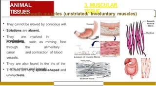 ANIMAL
TISSUES
3. MUSCULAR
TISSUE
2. Smooth muscles (unstriated/ Involuntary muscles) ]
• They cannot be moved by conscious will.
• Striations are absent.
• They are involved in
involuntary
movements, such as moving food
through the alimentary
canal and contraction of blood
vessels.
• They are also found in the iris of the
eye, ureters and bronchi.
• The cells are long spindle-shaped and
uninucleate.
Slomach
f'-'tJit'lr,u-
 Sl1l00lh rnuM"lr-
Ub t t
--=4kL.Cdl
Locauon of muscle fibres
 