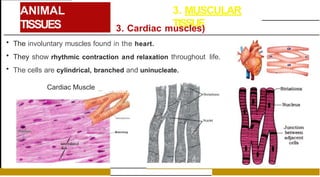ANIMAL
TISSUES
3. MUSCULAR
TISSUE
3. Cardiac muscles)
• The involuntary muscles found in the heart.
• They show rhythmic contraction and relaxation throughout life.
• The cells are cylindrical, branched and uninucleate.
Cardiac Muscle _ ---e..;:,c1.•,�
 