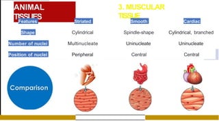 ANIMAL
TISSUES
3. MUSCULAR
TISSUE
Features Striated
Shape
Number of nuclei
Position of nuclei
Cylindrical
Multinucleate
Peripheral
Smooth Cardiac
Spindle-shape
Uninucleate
Central
Cylindrical, branched
Uninucleate
Central
 