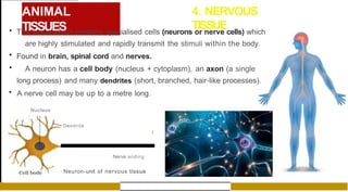 ANIMAL
TISSUES
4. NERVOUS
TISSUE
• The tissue which contains specialised cells (neurons or nerve cells) which
are highly stimulated and rapidly transmit the stimuli within the body.
• Found in brain, spinal cord and nerves.
• A neuron has a cell body (nucleus + cytoplasm), an axon (a single
long process) and many dendrites (short, branched, hair-like processes).
• A nerve cell may be up to a metre long.
Nucleus

Dendrite
J
Nerve ending
Neuron-unit of nervous tissue
 
