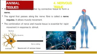 ANIMAL
TISSUES
4. NERVOUS
TISSUE
• Many nerve fibres bound together by connective tissue to form a
nerve.
• The signal that passes along the nerve fibre is called a nerve
impulse. It allows muscle movement.
• The combination of nerve and muscle tissue is essential for rapid
movement in response to stimuli.
Nucleus

Dendrite
J
Nerve ending
Neuron-unit of nervous tissue
 