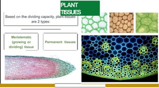 PLANT
TISSUES
Based on the dividing capacity, plant tissues
are 2 types:
Meristematic
(growing or
dividing) tissue
Permanent tissues
 