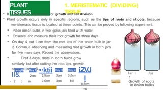 PLANT
TISSUES
1. MERISTEMATIC (DIVIDING)
TISSUE
• It is the tissue responsible for growth and cell division.
• Plant growth occurs only in specific regions, such as the tips of roots and shoots, because
meristematic tissue is located at these points. This can be proved by following experiment:
❖ Place onion bulbs in two glass jars filled with water.
❖ Observe and measure their root growth for three days.
❖ On day 4, cut 1 cm from the root tips of the onion bulb in jar
2. Continue observing and measuring root growth in both jars
for five more days. Record the observations.
❖ First 3 days, roots ln both bulbs grow
similarly but after cutting the root tips, growth
stopped in jar B.
Length I Day 1 •·ktii
2.5cm
2.5cm
--
Day 3 Day 4
II& 2cm
- 2 c m
3cm 3.5cm
3cm Nil
i.ZVJ
I
4.5cm
Jar l Jar
2
Growth of roots
in onion bulbs
 