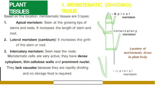 PLANT
TISSUES
1. MERISTEMATIC (DIVIDING)
TISSUE
Based on the location, meristematic tissues are 3 types:
1. Apical meristem: Seen at the growing tips of
stems and roots. It increases the length of stem and
root.
2. Lateral meristem (cambium): It increases the girth
of the stem or root.
3. lntercalary meristem: Seen near the node.
Meristematic cells are very active, they have dense
cytoplasm, thin cellulose walls and prominent nuclei.
They lack vacuoles because they are rapidly dividing
and no storage food is required.
- - - A p i c a l
meristem
- - - l n t e r c a l a r y
meristem
Location of
meristematic tissue
in plant body
- - L a t e r a l
meristem
 