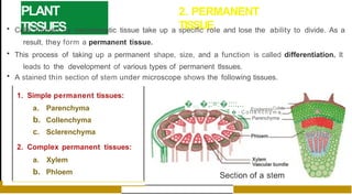 PLANT
TISSUES
2. PERMANENT
TISSUE
• Cells formed by meristematic tissue take up a specific role and lose the ability to divide. As a
result, they form a permanent tissue.
• This process of taking up a permanent shape, size, and a function is called differentiation. It
leads to the development of various types of permanent tlssues.
• A stained thin section of stem under microscope shows the following tissues.
1. Simple permanent tissues:
a. Parenchyma
b. Collenchyma
c. Sclerenchyma
2. Complex permanent tissues:
a. Xylem
b. Phloem
�::::;;�;:=:�::::,..
,.--
EpidermisCutide
� - C o l l e n c h y m a
Parenchyma
Section of a stem
 
