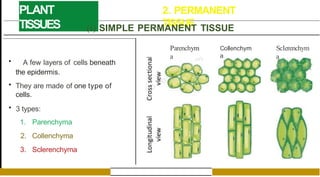 PLANT
TISSUES
2. PERMANENT
TISSUE
(i) SIMPLE PERMANENT TISSUE
• A few layers of cells beneath
the epidermis.
• They are made of one type of
cells.
• 3 types:
1. Parenchyma
2. Collenchyma
3. Sclerenchyma
Parenchym
a
Collenchym
a
Sclerenchym
a
 