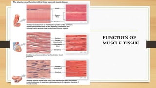 FUNCTION OF
MUSCLE TISSUE
 