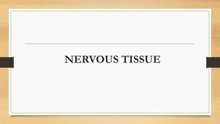 NERVOUS TISSUE
 
