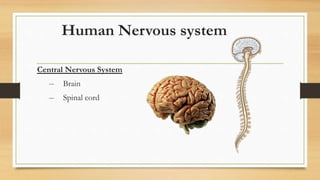 Human Nervous system
Central Nervous System
– Brain
– Spinal cord
 