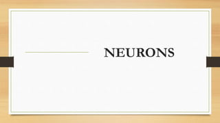 NEURONS
 