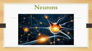 Neurons
 