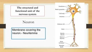 Neuron
The structural and
functional unit of the
nervous system
Membrane covering the
neuron.- Neurilemma
 
