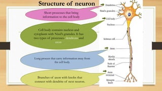 Structure of neuron
Cell body contains nucleus and
cytoplasm with Nissl’s granules. It has
two types of processes- dendrons and
axon.
Short processes that bring
information to the cell body
Long process that carry information away from
the cell body.
Branches of axon with knobs that
connect with dendrite of next neuron.
 