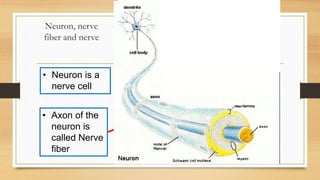 Neuron, nerve
fiber and nerve
• Many nerve fibers (axon of
neuron) together form a nerve.
• Axon of the
neuron is
called Nerve
fiber
• Neuron is a
nerve cell
 