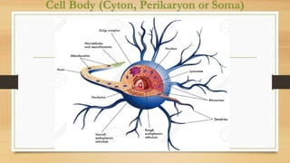 Cell Body (Cyton, Perikaryon or Soma)
 