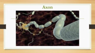 Axon
 