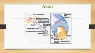 Axon
 