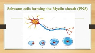 Schwann cells forming the Myelin sheath (PNS)
 