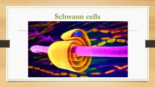 Schwann cells
 
