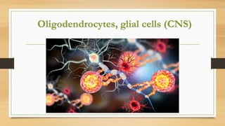 Oligodendrocytes, glial cells (CNS)
 