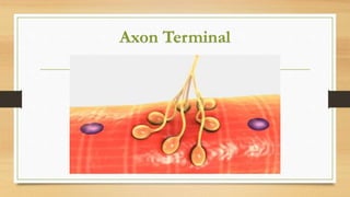 Axon Terminal
 