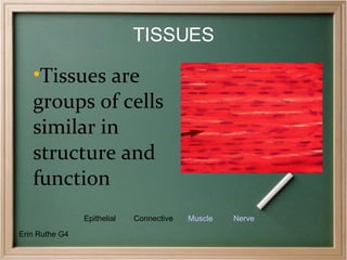 TISSUES ,[object Object],Epithelial Connective   Muscle   Nerve Erin Ruthe G4 