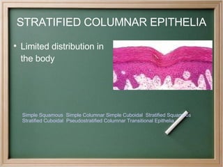 Transitional Vs Simple Columnar Tissues Proj | PPT