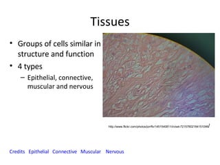 Tissues ,[object Object],[object Object],[object Object],Credits   Epithelial    Connective   Muscular   Nervous http://www.flickr.com/photos/jorrflv/1451540811/in/set-72157602184151046 / 