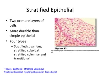Transitional Vs Simple Columnar Tissues Project | PPT