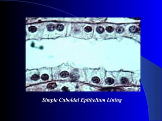 Simple Cuboidal Epithelium Lining
 