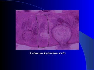 Columnar Epithelium Cells
 