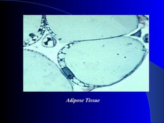 Adipose Tissue
 