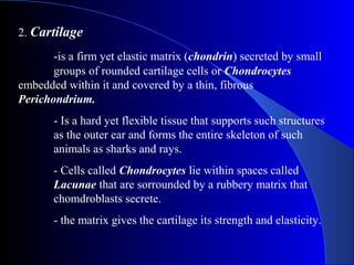 2. Cartilage
-is a firm yet elastic matrix (chondrin) secreted by small
groups of rounded cartilage cells or Chondrocytes
embedded within it and covered by a thin, fibrous
Perichondrium.
- Is a hard yet flexible tissue that supports such structures
as the outer ear and forms the entire skeleton of such
animals as sharks and rays.
- Cells called Chondrocytes lie within spaces called
Lacunae that are sorrounded by a rubbery matrix that
chomdroblasts secrete.
- the matrix gives the cartilage its strength and elasticity.
 