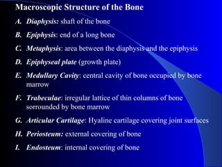 Macroscopic Structure of the Bone
A. Diaphysis: shaft of the bone
B. Epiphysis: end of a long bone
C. Metaphysis: area between the diaphysis and the epiphysis
D. Epiphyseal plate (growth plate)
E. Medullary Cavity: central cavity of bone occupied by bone
marrow
F. Trabeculae: irregular lattice of thin columns of bone
sorrounded by bone marrow
G. Articular Cartilage: Hyaline cartilage covering joint surfaces
H. Periosteum: external covering of bone
I. Endosteum: internal covering of bone
 