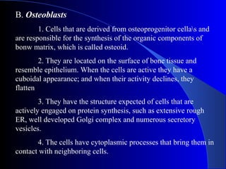 B. Osteoblasts
1. Cells that are derived from osteoprogenitor cellas and
are responsible for the synthesis of the organic components of
bonw matrix, which is called osteoid.
2. They are located on the surface of bone tissue and
resemble epithelium. When the cells are active they have a
cuboidal appearance; and when their activity declines, they
flatten
3. They have the structure expected of cells that are
actively engaged on protein synthesis, such as extensive rough
ER, well developed Golgi complex and numerous secretory
vesicles.
4. The cells have cytoplasmic processes that bring them in
contact with neighboring cells.
 