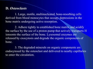 D. Osteoclasts
1. Large, motile, multinucleated, bone-resorbing cells
derived from blood monocytes that occupy depressions in the
bone matrix undergoing active resorption.
2. Adhere tightly to established bone matrix and acidify
the surface by the use of a proton pump that actively transports H
ionsonto the surface of the bone. Lysosomal enzymes are
released by exocytosis and degrade the organic components of
bone.
3. The degraded minerals on organic components are
endocytosed by the osteoclast and delivered to nearby capillaries
to enter the circulation.
 