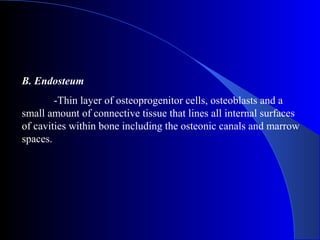 B. Endosteum
-Thin layer of osteoprogenitor cells, osteoblasts and a
small amount of connective tissue that lines all internal surfaces
of cavities within bone including the osteonic canals and marrow
spaces.
 