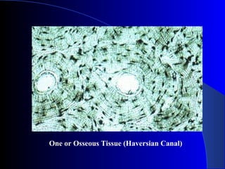 One or Osseous Tissue (Haversian Canal)
 