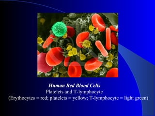 Human Red Blood Cells
Platelets and T-lymphocyte
(Erythocytes = red; platelets = yellow; T-lymphocyte = light green)
 