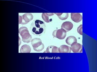 Red Blood Cells
 