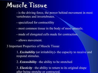 Muscle Tissue
- is the driving force, the power behind movement in most
vertebrates and invertebrates.
- specialized for contractility
- most common tissue in the body of most animals.
- made of elongated cells made for contraction.
- allows movement.
3 Important Properties of Muscle Tissue
1. Excitability (or irritability)- the capacity to receive and
respond stimulus.
2. Extensibility –the ability to be stretched
3. Elasticity –the ability to return to its original shape
after being stretche or contracted.
 