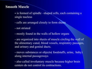 Smooth Muscle
- is formed of spindle –shaped cells, each containing a
single nucleus
- cells are arranged closely to form sheets
- not striated
- mostly found in the walls of hollow organs
- are organized into sheets of muscle circling the wall of
the alimentary canal, blood vessels, respiratiry passages,
and urinary and genital ducts.
- moves substances or objects( foodstuffs, urine, baby)
along internal passageways
- also called involuntary muscle because higher brain
centers do not control its contractions.
 