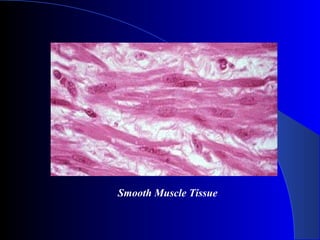 Smooth Muscle Tissue
 